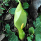 Arum italicum