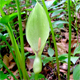 Arum maculatum
