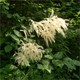 Aruncus dioicus