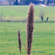 Arundo donax