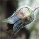 Asarum europaeum