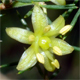 Asparagus acutifolius