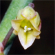Asparagus officinalis
