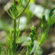 Asparagus tenuifolius