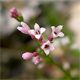 Asperula aristata o.