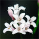 Asperula cynanchica