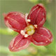 Asperula purpurea