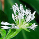 Asperula taurina