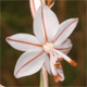 Asphodelus fistulosus