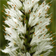 Asphodelus macrocarpus m.