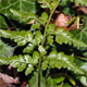 Asplenium adiantum-nigrum