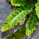 Asplenium ceterach c.