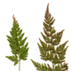Asplenium onopteris