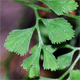 Asplenium ruta-muraria