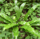 Asplenium scolopendrium