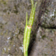 Asplenium septentrionale