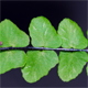 Asplenium trichomanes