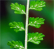 Asplenium viride