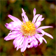 Aster alpinus