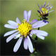 Aster amellus