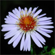Symphyotrichum novi-belgii