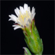 Symphyotrichum squamatum