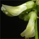 Astragalus glycyphyllos