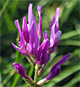 Astragalus onobrychis