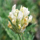 Astragalus pastellianus