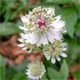 Astrantia major