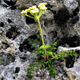 Athamanta cretensis