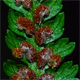 Athyrium filix-femina