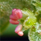 Atriplex patula