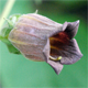 Atropa belladonna