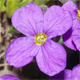 Aubrieta deltoidea