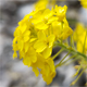 Aurinia saxatilis o.