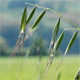 Avena barbata