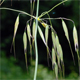 Avena fatua