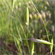 Avena sterilis
