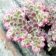 Azolla filiculoides