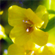 Barbarea vulgaris