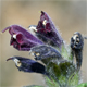 Bartsia alpina