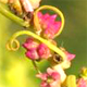 Bassia scoparia