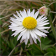 Bellis perennis