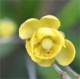 Berberis gagnepainii