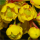 Berberis vulgaris