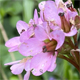 Bergenia crassifolia