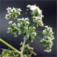 Berula erecta