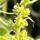Beta vulgaris