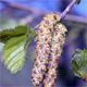 Betula pubescens